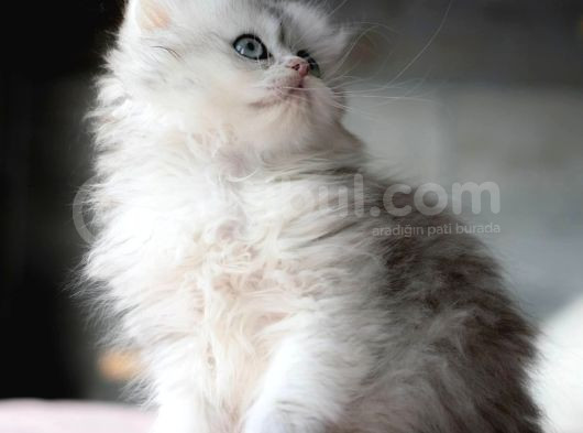 Güzeller Güzeli Silver British Longhair görsel