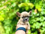 Oyuncu French Bulldog Yavrular