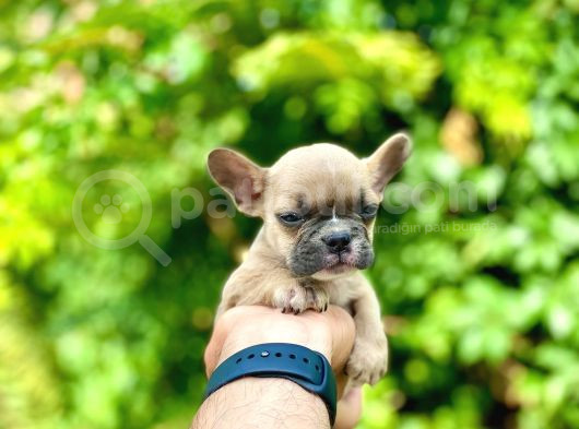 Oyuncu French Bulldog Yavrular görsel