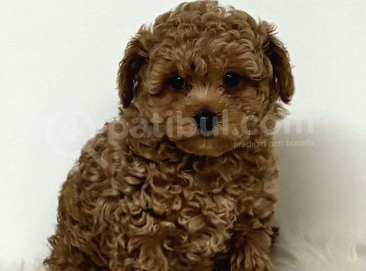 Mini Boy Puppy Kıpkırmızı Red Tooy Poodle  görsel