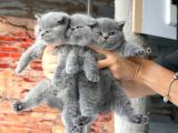 Top Kafa Gri̇ Bri̇ti̇sh Shorthai̇r Yavrular