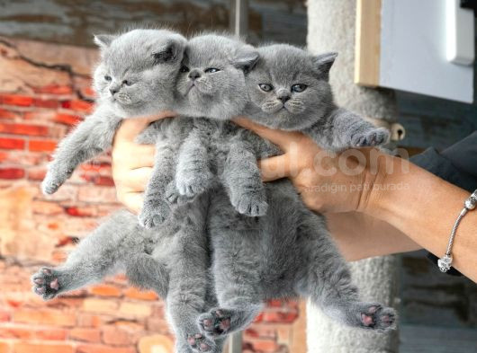Top Kafa Gri̇ Bri̇ti̇sh Shorthai̇r Yavrular görsel