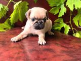 Oyuncu pug yavrular