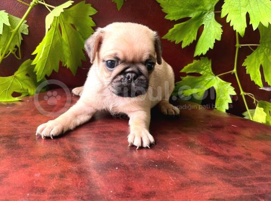 Oyuncu Pug Yavrular