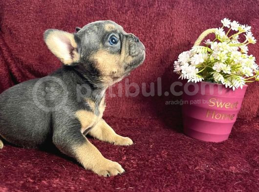 Sağlık Garantili Frenchler görsel