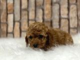 Uygun toy poodle kalitesinde show maltipo bebeklerimiz