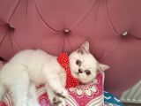 Cana Yakın Oyuncu Mavi Gözlü Bal Kız