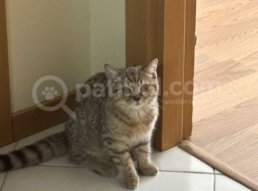 Ücretsiz Sahiplendirme Kendi Kedimin Yavrulari Scotish görsel