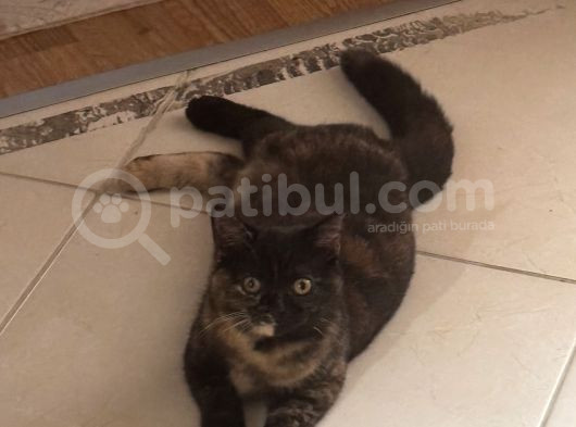 Ücretsiz Sahiplendirme Kendi Kedimin Yavrulari Scotish görsel