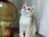 BRİTİSH SHORTHAİR GOLDEN YAVRULAR