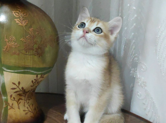 Bri̇ti̇sh Shorthai̇r Golden Yavrular