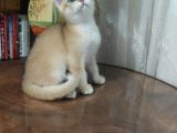 Bri̇ti̇sh Shorthai̇r Golden Yavrular