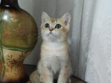Bri̇ti̇sh Shorthai̇r Golden Yavrular