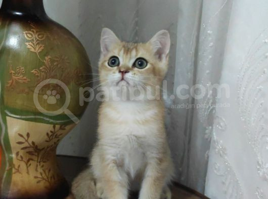 Bri̇ti̇sh Shorthai̇r Golden Yavrular görsel