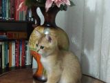 Bri̇ti̇sh Shorthai̇r Golden Yavrular