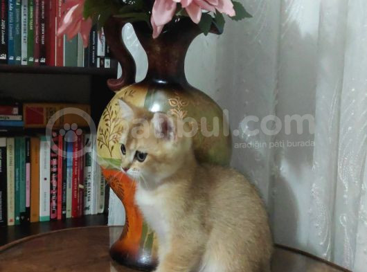 Bri̇ti̇sh Shorthai̇r Golden Yavrular görsel