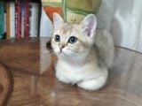 Bri̇ti̇sh Shorthai̇r Golden Yavrular