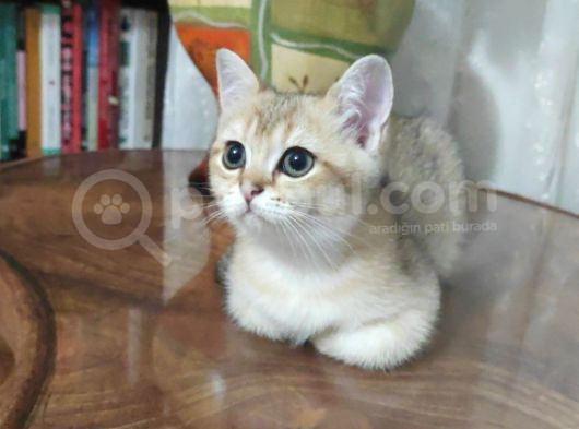 Bri̇ti̇sh Shorthai̇r Golden Yavrular görsel