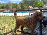 5 Aylık Dev Poodle Yavruları
