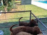 5 Aylık Dev Poodle Yavruları
