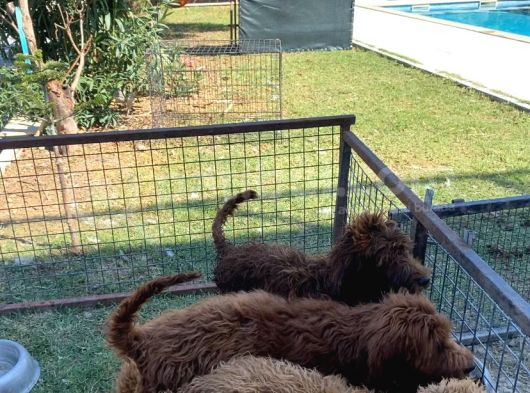 5 Aylık Dev Poodle Yavruları görsel