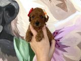 Sağlık ve ırk garantisi altında Toy poodle yavru