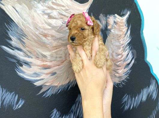 Sağlık Ve Irk Garantili Toy Poodle Yavrularımız