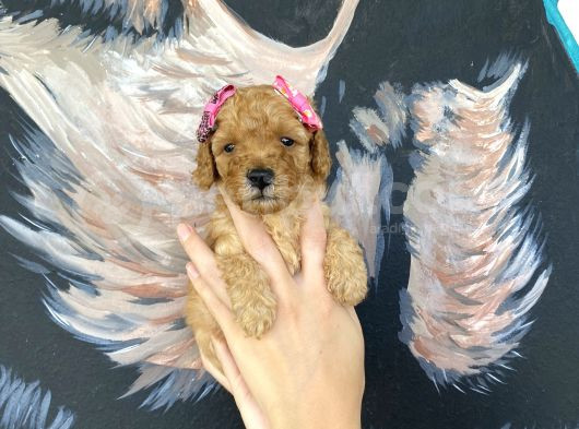 Sağlık Ve Irk Garantisi Altında Toy Poodle Yavru görsel
