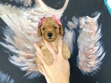 Sağlık Ve Irk Garantili Toy Poodle Yavrularımız