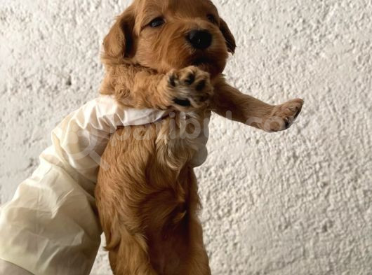 40 Günlük Orijinal Maltipoo Yavruları görsel