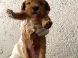 40 Günlük Orijinal Maltipoo Yavruları