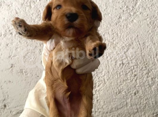40 Günlük Orijinal Maltipoo Yavruları görsel