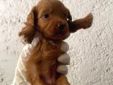 40 Günlük Orijinal Maltipoo Yavruları