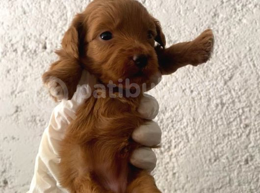 40 Günlük Orijinal Maltipoo Yavruları görsel