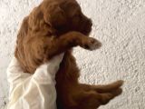 40 Günlük Orijinal Maltipoo Yavruları