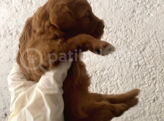 40 Günlük Orijinal Maltipoo Yavruları görsel
