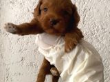 40 günlük orijinal maltipoo yavruları