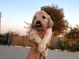 Sağlık Ve Irk Garantisi Maltipo Yavrularımız