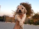 Sağlık Ve Irk Garantisi Maltipo Yavrularımız