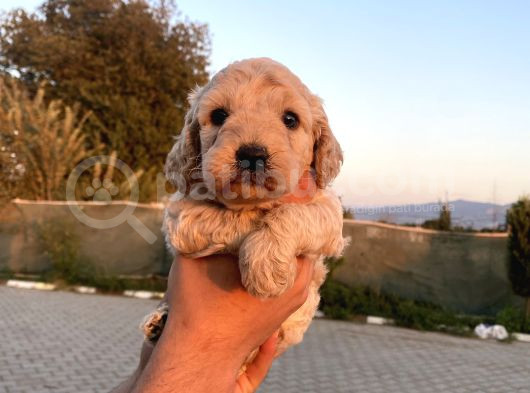 Sağlık Ve Irk Garantisi Maltipo Yavrularımız görsel