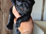 Oyuncu Pug Yavrular