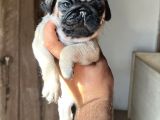 Oyuncu Pug Yavrular