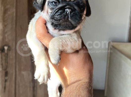 Oyuncu Pug Yavrular görsel
