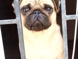 Oyuncu Pug Yavrular