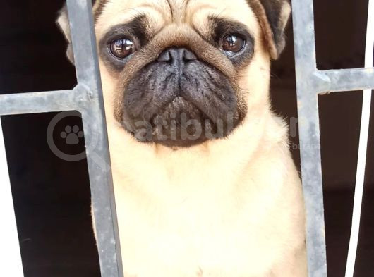 Oyuncu Pug Yavrular görsel