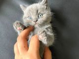 Ayı Kafa Tosun British Shorthair Gri Minik Bebekler
