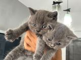 Ayı Kafa Tosun British Shorthair Gri Minik Bebekler