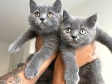 Ayı Kafa Tosun British Shorthair Gri Minik Bebekler