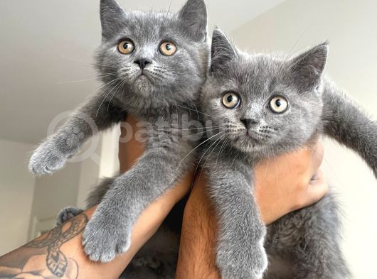 Ayı Kafa Tosun British Shorthair Gri Minik Bebekler görsel