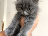 Ayı Kafa Tosun British Shorthair Gri Minik Bebekler
